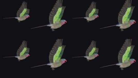 鹦鹉鸟-澳大利亚公主-5只在屏幕上飞行-高清在线视频素材下载