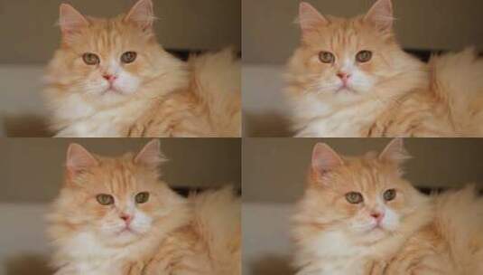 可爱的小猫 宠物高清在线视频素材下载