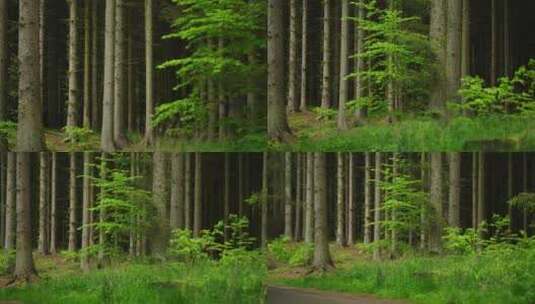 森林自驾行车自然环境高清在线视频素材下载