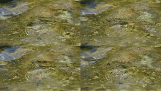 透明水质小河流水特写镜头高清在线视频素材下载
