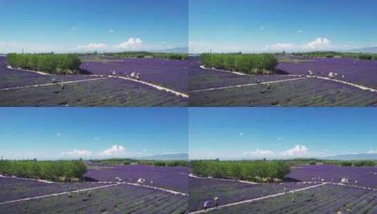 航拍新疆伊犁旅游紫色薰衣草庄园玩耍的人群高清在线视频素材下载