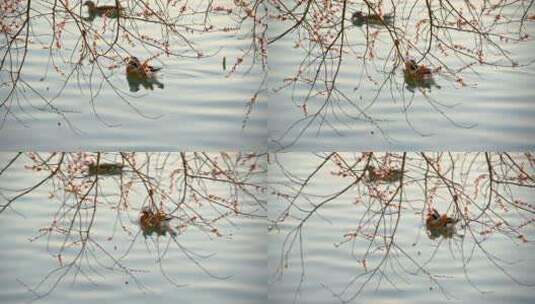 春天开花的桃树下一对游泳的鸳鸯高清在线视频素材下载