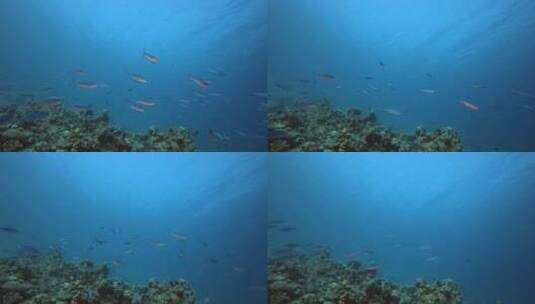 热带鱼水下蓝海高清在线视频素材下载