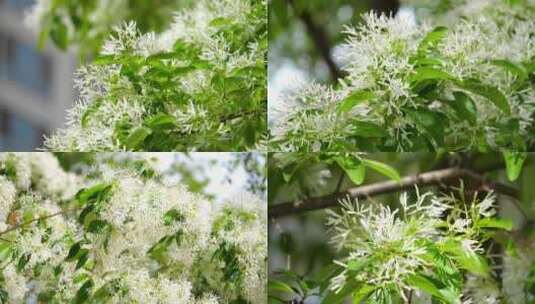 流苏花开 开花 树木 流苏树高清在线视频素材下载