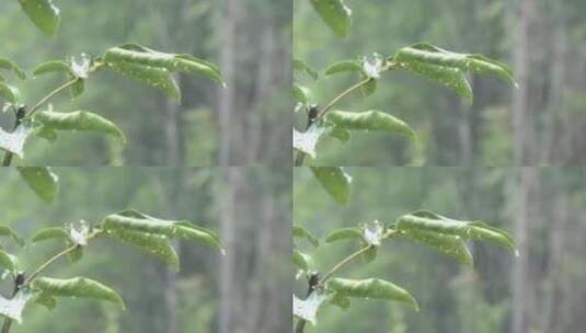 雨中的树叶特写高清在线视频素材下载