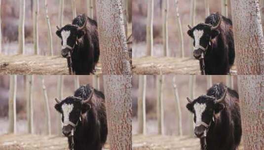 清晨农场里的高原黑色牦牛高清在线视频素材下载