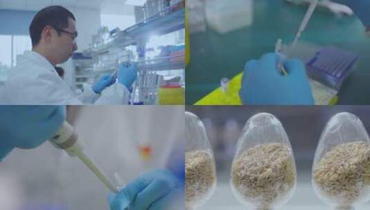 实验室研究水稻种子育种实验视频合集高清在线视频素材下载