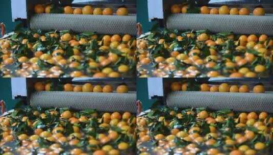 重庆奉节橙子处理工厂机器清洗橙子高清在线视频素材下载