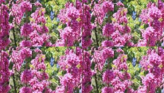 蓝天美丽的紫荆花盛开蜜蜂飞舞高清在线视频素材下载