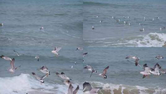 海浪里觅食的海鸥高清在线视频素材下载