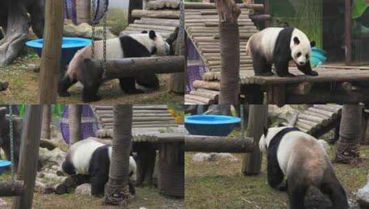 实拍南昌动物园中大熊猫美灵高清在线视频素材下载