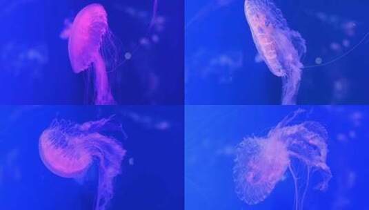 蓝色海洋中的水母海洋生物在水中游动高清在线视频素材下载