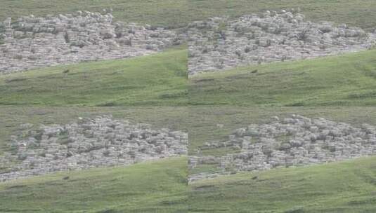 内蒙古大草原夕阳下回家的小羊羔大片羊群高清在线视频素材下载