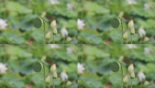 荷花莲蓬高清在线视频素材下载