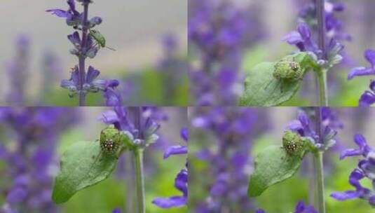 4K微距小虫花草 兰花鼠尾草 臭屁虫 夏天高清在线视频素材下载