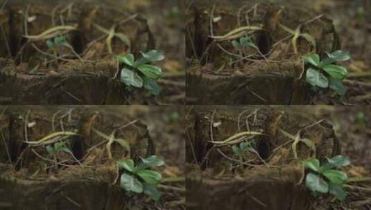 树林中的老木头桩实拍高清在线视频素材下载