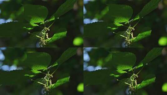 森林里绿色植物枝头光影特写高清在线视频素材下载