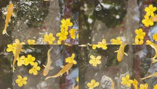 水中鱼花 水中花和鱼 转场空镜 鱼花素材高清在线视频素材下载