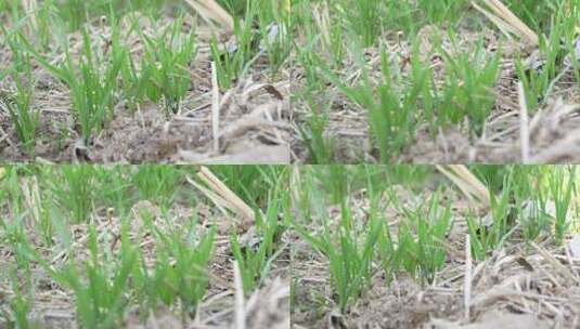 麦苗 田地 绿色 植物 农业作物 自然生态高清在线视频素材下载