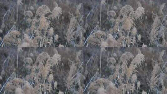 芦苇 禾本科 被子植物 湿地边高清在线视频素材下载