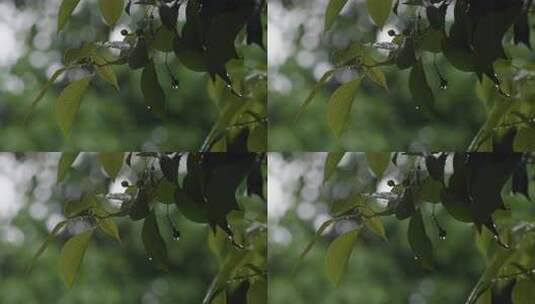 6K雨中绿色树叶雨滴04高清在线视频素材下载