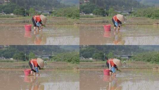 农民在水田中弯腰插秧的劳作画面高清在线视频素材下载