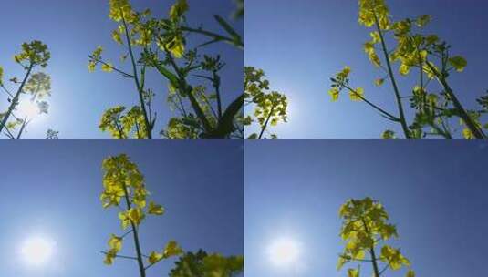 油菜花慢镜头高清在线视频素材下载