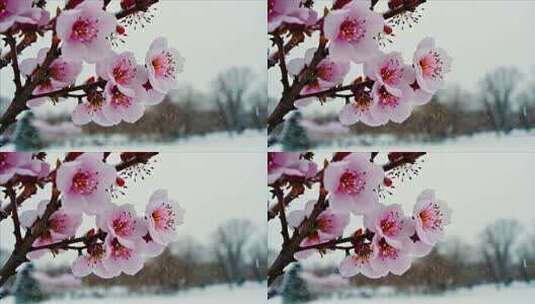 雪中绽放的梅花特写高清在线视频素材下载