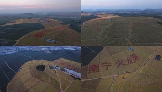 广西隆安火龙果基地航拍高清在线视频素材下载