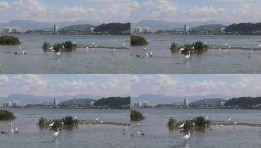 大理洱海湿地公园鸟类航拍前推高清在线视频素材下载