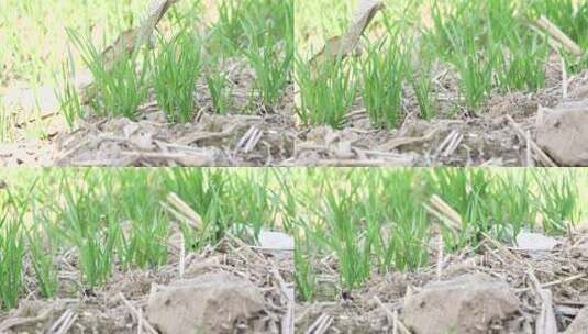 麦苗 田地 绿色 植物 农业作物 自然生态高清在线视频素材下载