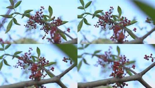 花椒 花椒收获 麻椒 三农 农业高清在线视频素材下载