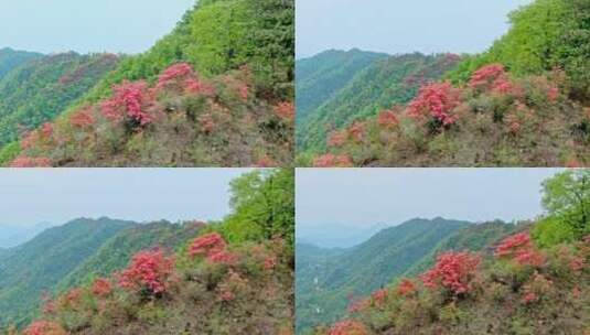 航拍高山杜鹃花3高清在线视频素材下载