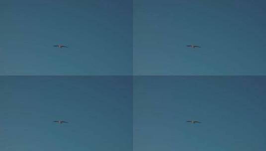 蓝天下飞翔的鸟群高清在线视频素材下载