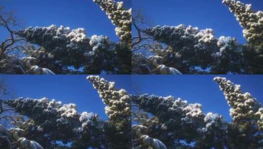 实拍 冬天 白雪 世界 雪景高清在线视频素材下载