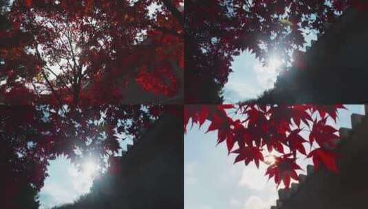 秋天阳光穿过红色枫叶高清在线视频素材下载