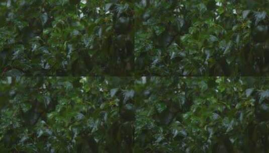 雨落在植物叶子高清在线视频素材下载