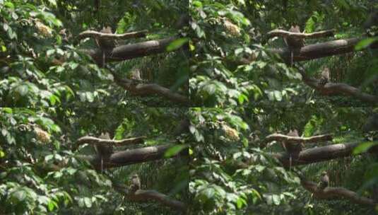 小猴子在林间穿梭的慢镜头高清在线视频素材下载