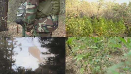 军人在森林里砍伐天麻高清在线视频素材下载