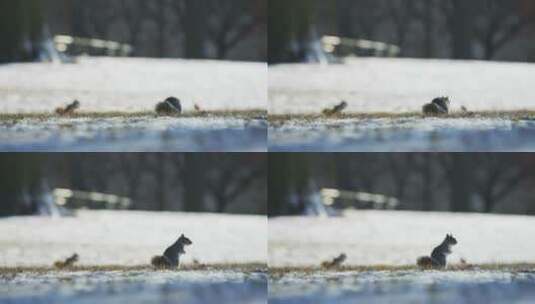 雪地上觅食的松鼠高清在线视频素材下载