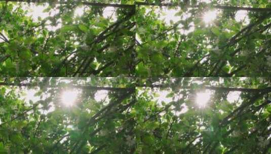 正午的阳光穿过茂密的海棠花树丛高清在线视频素材下载