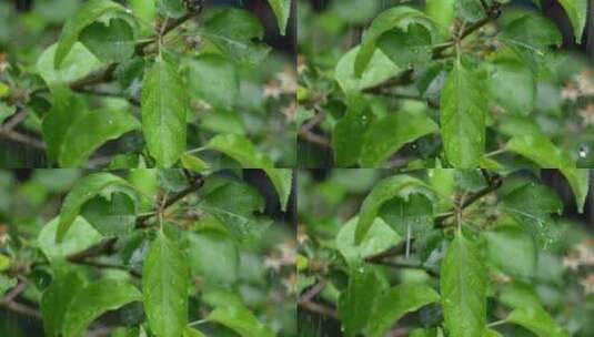 雨天的树枝高清在线视频素材下载