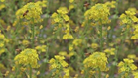 100帧蜜蜂高清在线视频素材下载