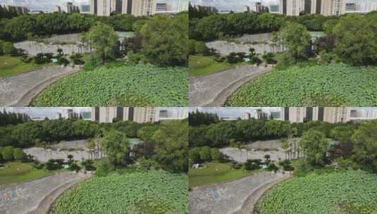 上海广兰公园荷花荷叶4K航拍高清在线视频素材下载