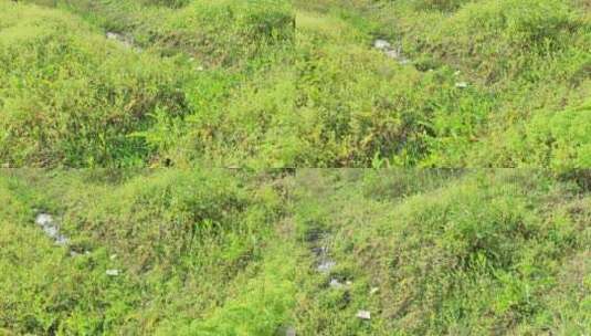 疫情城市农村街道菜园春天绿色植物高清在线视频素材下载