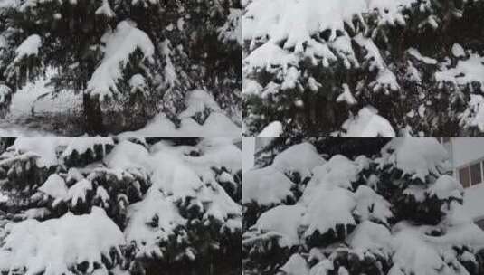 厚厚的积雪覆盖着森林地面高清在线视频素材下载