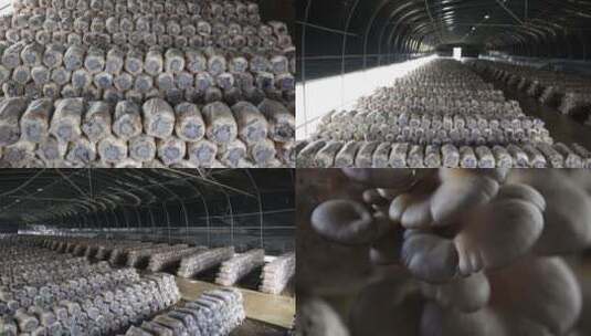 平菇种植高清在线视频素材下载