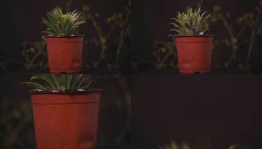【镜头合集】盆栽盆景绿植高清在线视频素材下载