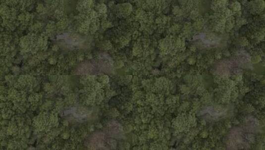 飞过有一条小河的森林的树木高清在线视频素材下载