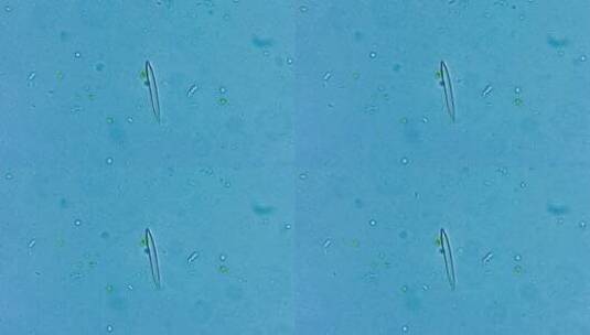 微生物硅藻细菌单细胞原生生物 2高清在线视频素材下载